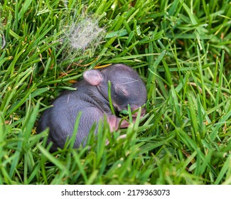 Baby Cottontail Rabbit In Backyard Lawn.  Wildlife, Animals, And Habitat Conservation Concept.