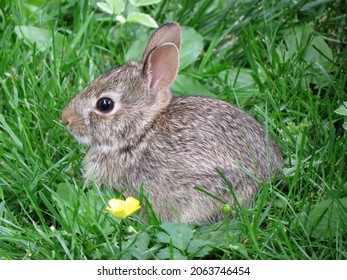 Baby Cottontail Rabbit in Grass