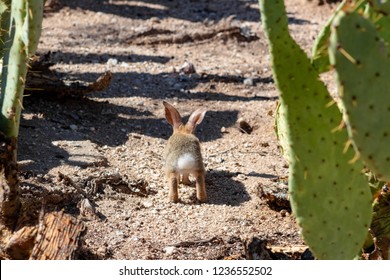 Baby Cottontail Rabbit walking and hopping away from the camera. Back view with fluffy white bunny tail and ears. Foraging by prickly pear cactus in the Sonoran Desert. Pima County, Tucson, Arizona.