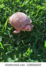 Baby Couple Of Month Old California Desert Tortoise