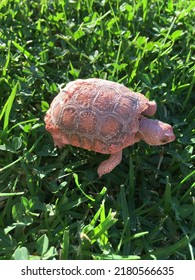 Baby Couple Of Month Old California Desert Tortoise