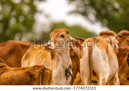 baby cow at agriculture field