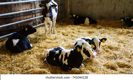 Cow Barn Images Stock Photos Vectors Shutterstock