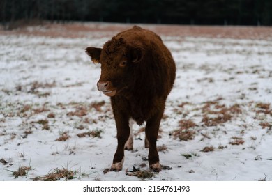 Baby Cow Calf In The Snow