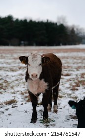 Baby Cow Calf In The Snow