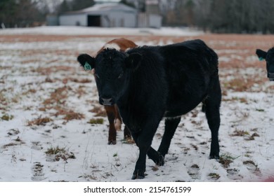 Baby Cow Calf In The Snow