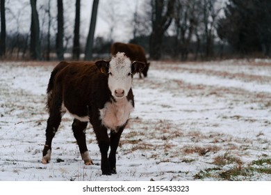 Baby Cow Calf In The Snow