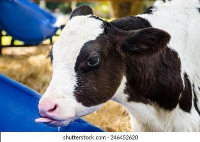 Baby cow drinking water in farm