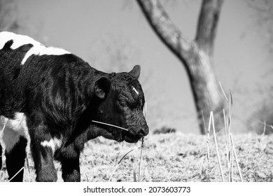 Baby Cow Exploring Winter Field In Black And White.