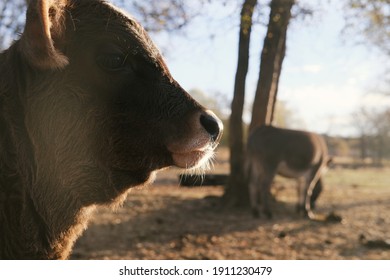 Baby Cow Face Close Up During Sunrise On Farm In Winter Season.