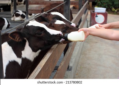 Baby Cow Feeding From Milk Bottle