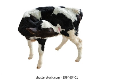 Baby Cow In Front Of A White Background,Isolated