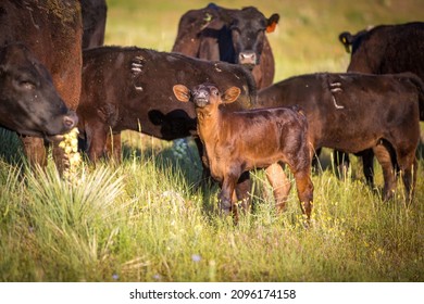 Baby cow grazing with the herd
