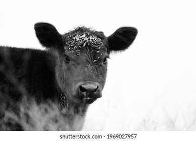 Baby Cow Portrait Closeup With Black Angus Calf On White Background