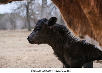 Baby Cow Shows Cute Calf During Winter Closeup On Cattle Farm.