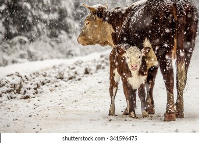 Baby Cow In The Snow