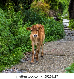 baby cow standing on the road 