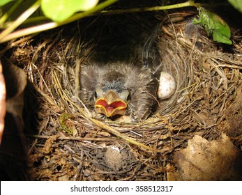 Baby Cowbird