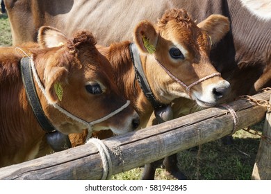 baby cows