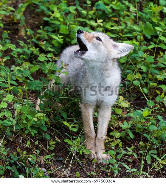 236 Wolf Pup Howling Images, Stock Photos & Vectors | Shutterstock