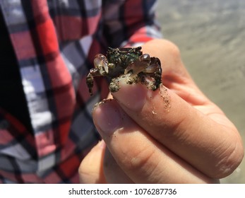 Baby Crab From 10 Mike Beach In Fort Bragg, Ca. 