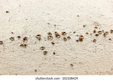 Baby Crab Crowd