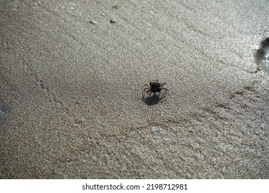 Baby Crab On The Sea Shore Sandy Beach