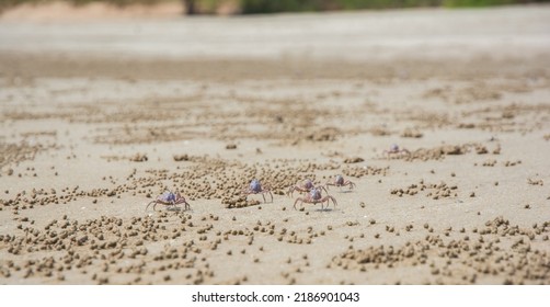 Baby Crabs Walking On The Sand