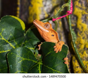 Baby Crested Gecko Holding Onto An Ivy Leaf 