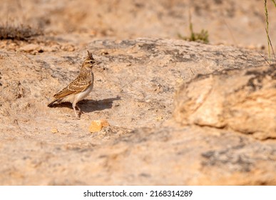 baby crested lark bird on the stone