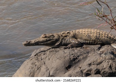 Baby Crocodile Basking In The Sun . Sabie River