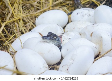 Baby Crocodile Hatching From Egg