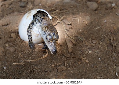 Baby Crocodile Hatching From Egg.