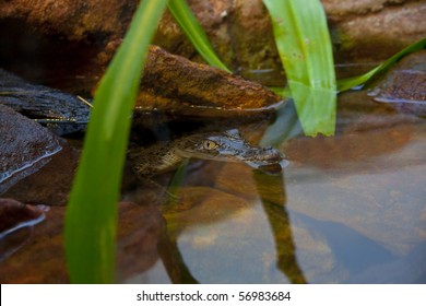 Baby Crocodile Hiding In Rocks, Well Camoflaged