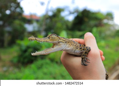 Baby Crocodile High Res Stock Images Shutterstock