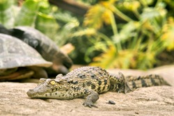 Baby Crocodile Living With Turtles (soft Focus On Eyes). Shot Near Oudtshoorn, South Africa.