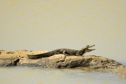 A Baby Crocodile On The Rock