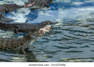 A Baby Crocodile Sitting In Water Eating Fresh Meat, Surrounded By Other Crocodiles With Big Teeth