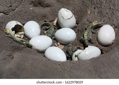 baby crocodiles after hatching from eggs
