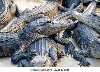 Baby crocodiles resting together on a farm - Powered by Shutterstock