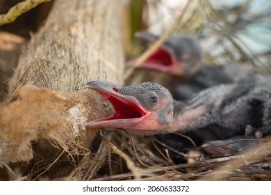 Baby crow is lying in the nest and hatching waiting for their mother for food. new born crow or corvus on crow nest top of the tree. Birds breeding at home, Baby bird on the hunt.