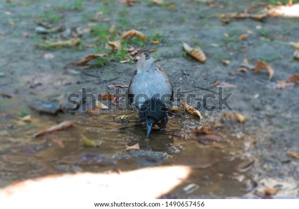 puddle baby