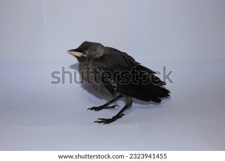 Baby crow on a white background in exotic vet clinic for examination. t's called a Western jackdaw.
This black bird has blue eyes.
Close up of a Blackbird.
Crow cawing.
Ornithology.
Young birds.