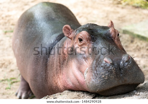 Baby Cute African Hippopotamus Hippo Feel の写真素材 今すぐ編集