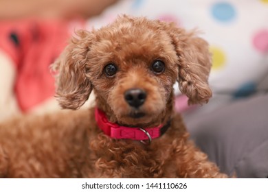 Baby Cute Dog Looks Horrified