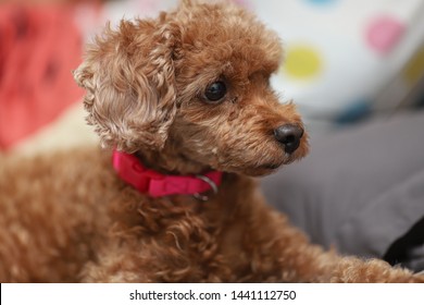 Baby Cute Dog Looks Horrified