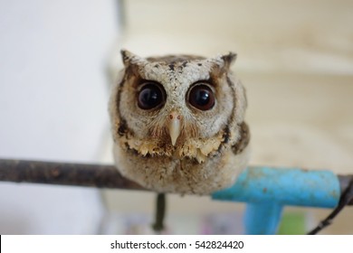 Baby Cute Owl and His Big eyes