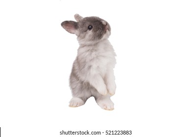 baby cute rabbit or new born adorable bunny on white background - Shutterstock ID 521223883