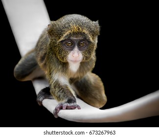 Baby De Brazzas Monkey Crawling On Stock Photo 673267963 | Shutterstock