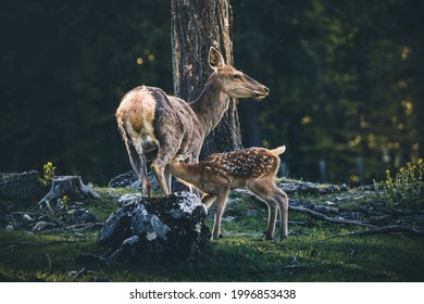 Baby Deer Bambi in the Forest during Summer